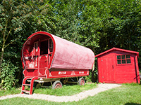 Vreemde Vogel Parrot