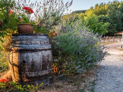 Thumbnail 4 van Morvan Rustique