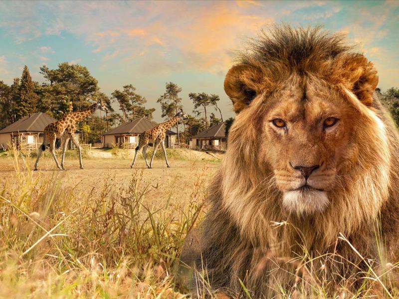 Foto van Beekse Bergen