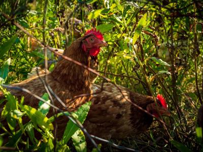 Thumbnail 4 van Agricampeggio Madonna Di Pogi