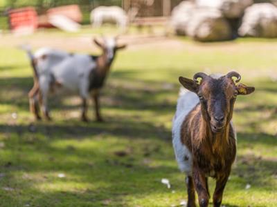 Thumbnail 5 van Olympia (Bolzano)