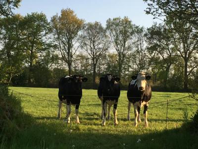 Thumbnail 4 van De Wedze