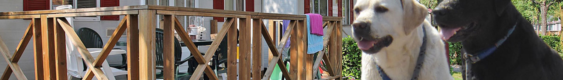 Dogs allowed in Tuscany and Elba